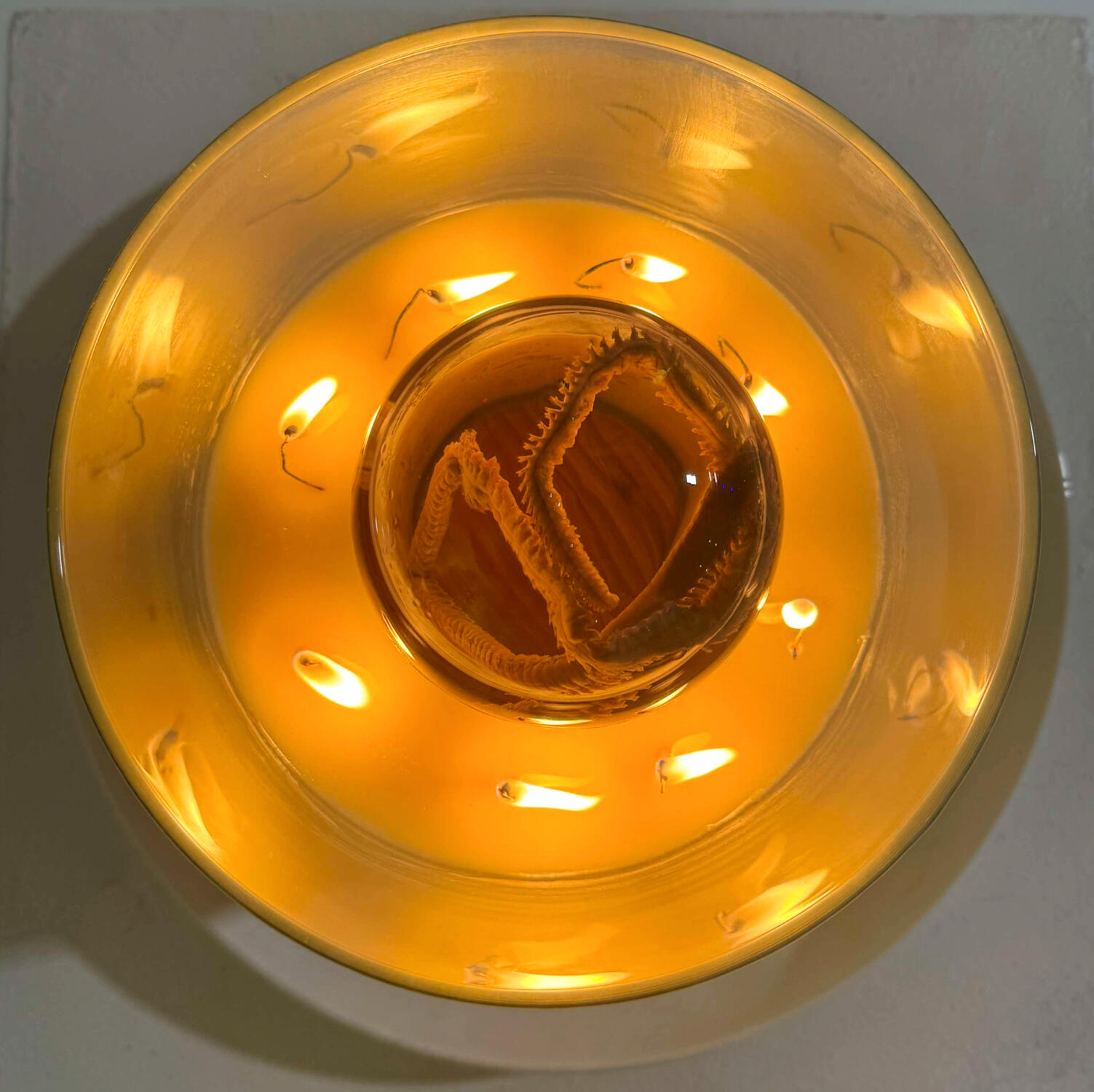SCUMSUCKER (Lard Encased) not to scale, preserved clam worm, beef fat, isopropyl alcohol, distilled water, silicone, epoxy, glass, cotton wicks, 2024, Tess Tickle @poorpeopleco